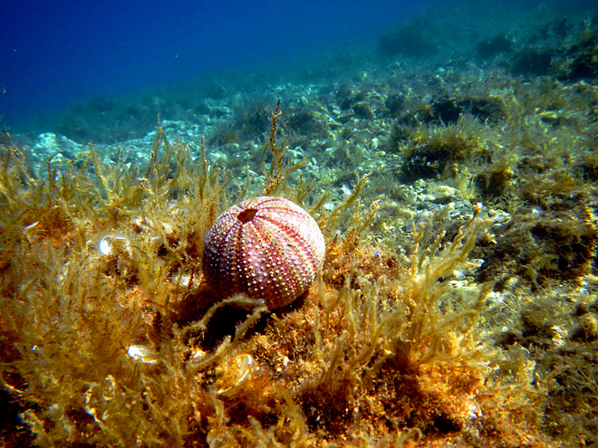 Kvarner/Velebit: KARLOBAG > Seeigelgehäuse