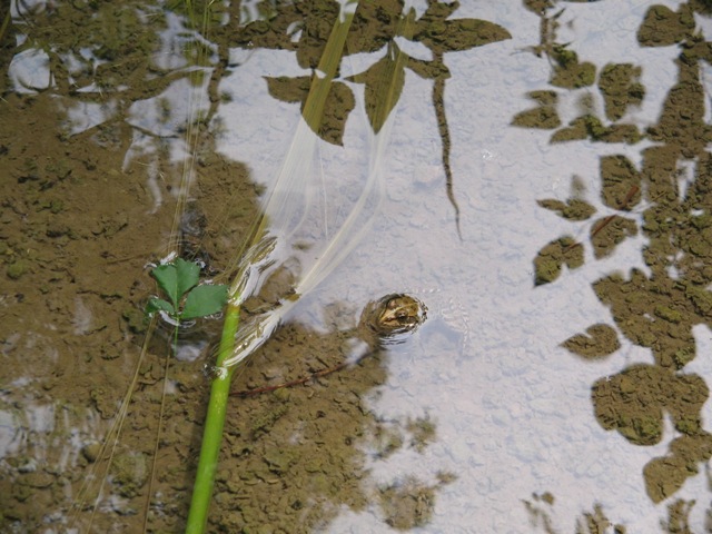 Dalmatien: NATIONALPARK KRKA > Frosch