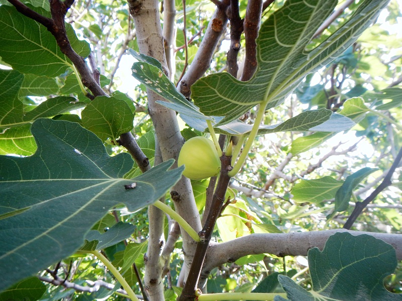 Feigen_am_Baum.jpg