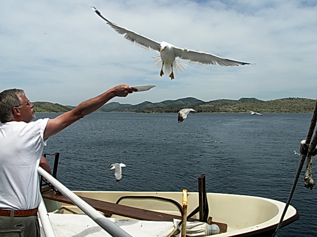 Dalmatien-Nord: BOOTSFAHRT in den NATURPAK TELASCICA > Möwen > Geschichte01