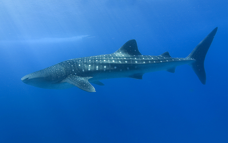 Dharavandhoo_Thila_-_Whale_Shark.jpg