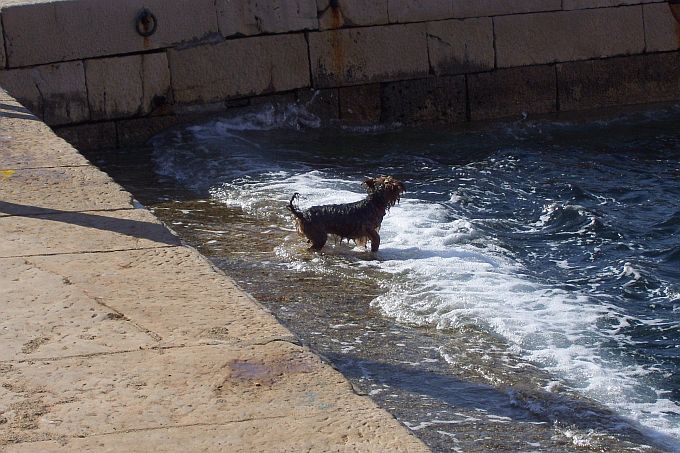Kvarner: VELI LOSINJ > spielender Hund im Wasser