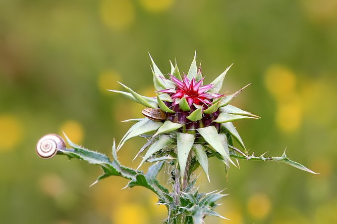 Istrien: SISAN > Distel