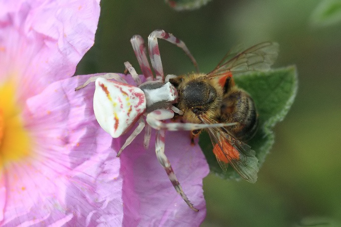 Istrien: UVALA BLAZ > Krabbenspinne mit Beute