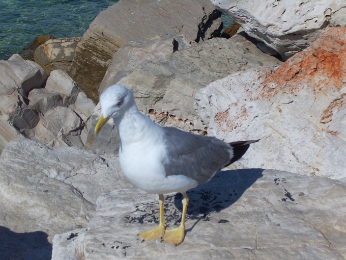 Istrien: ROVINJ< Möwe