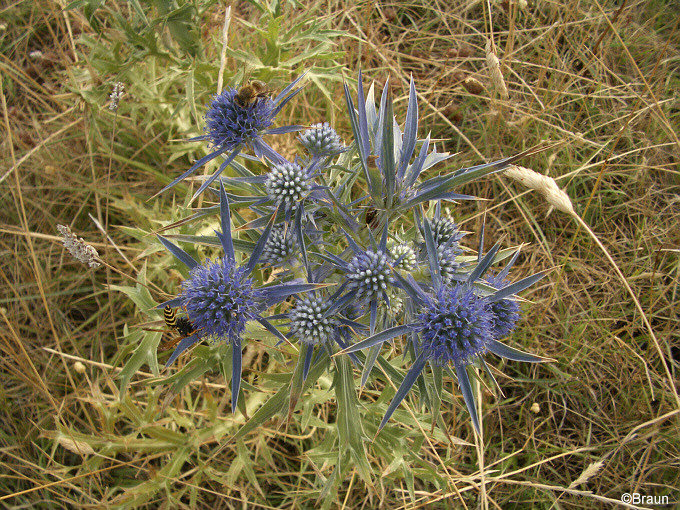 Istrien: Ravni > Balkan Edeldistel