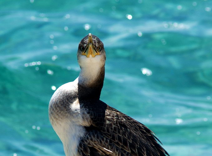 Kvarner: MALI LOSINJ > Kormoran