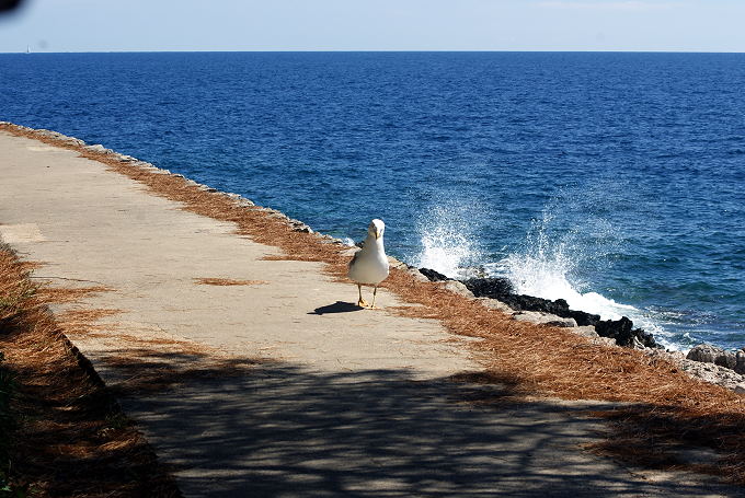 Kvarner: MALI LOSINJ > Spaziergänger