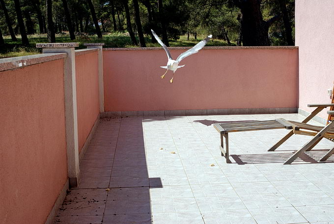 Kvarner: MALI LOSINJ > Möwenbesuch