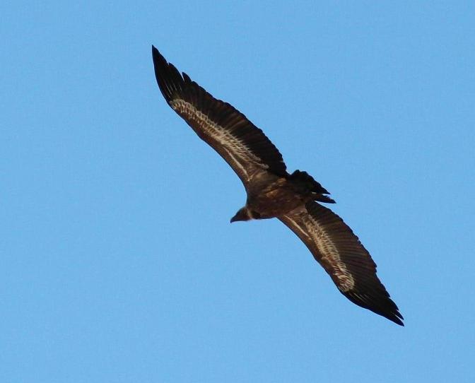 Kvarner: GÄNSEGEIER auf Krk