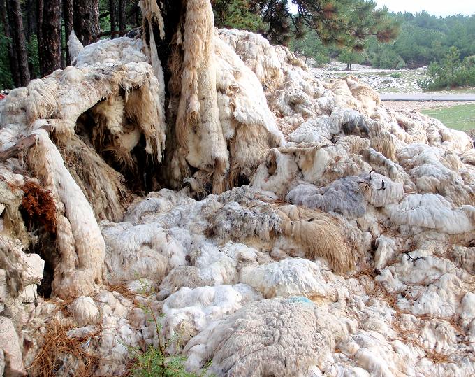 Kvarner: INSEL KRK > Schafswolle nach Schur