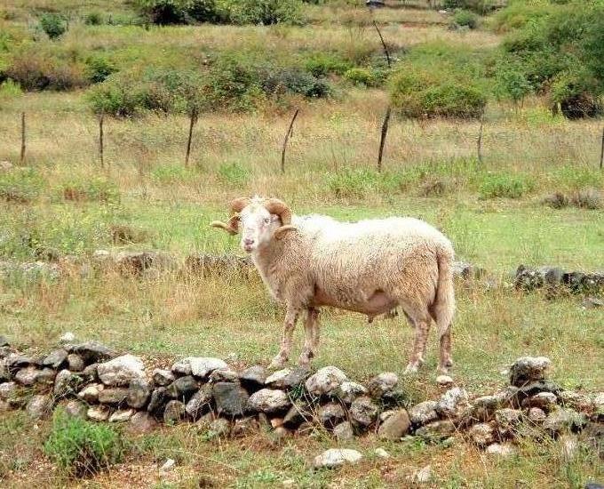 Kvarner: DRAGA BASCANSKA auf Krk > Widder