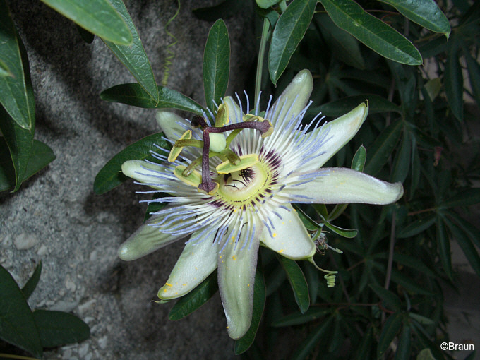 Istrien: TRGET > Blüte der Passionsfrucht