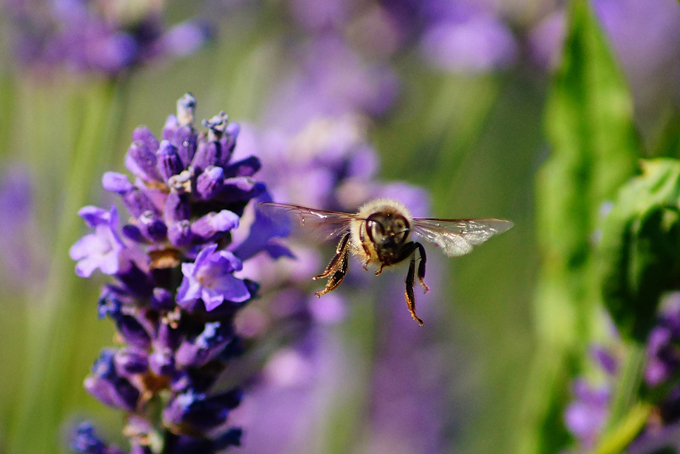 Istrien Liznjan Biene beim Lavendelpollen stibitzen erwischt