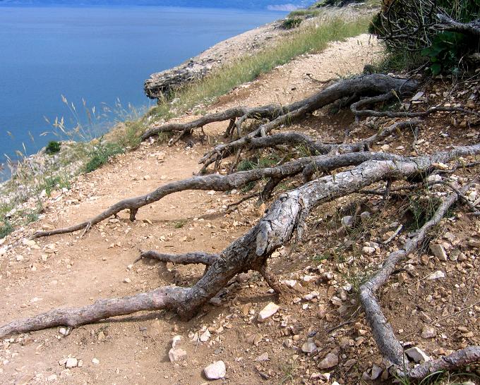 Kvarner: BASKA auf Krk > Wurzeln am Weg