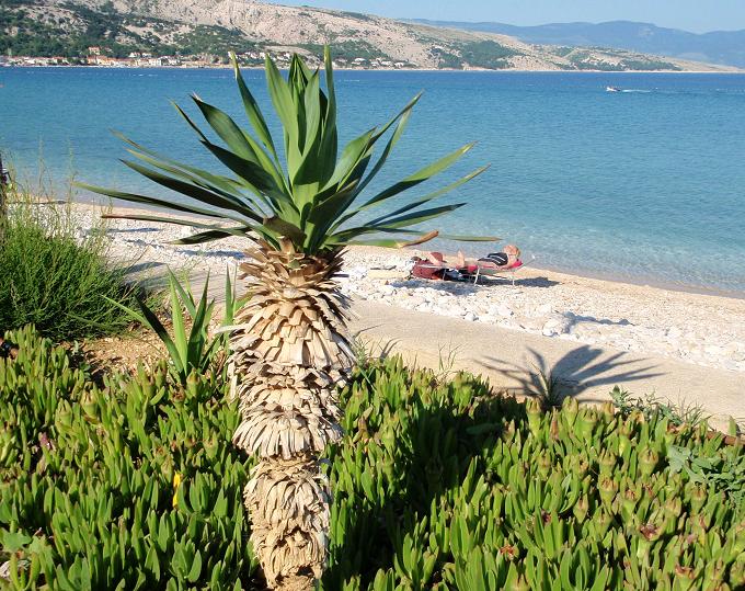 Kvarner: BASKA auf Krk > Strand im Mai