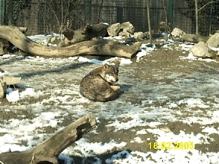 ZAGREB > Zoo > Wolf