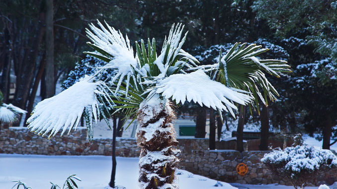 Kvarner: LOSINJ