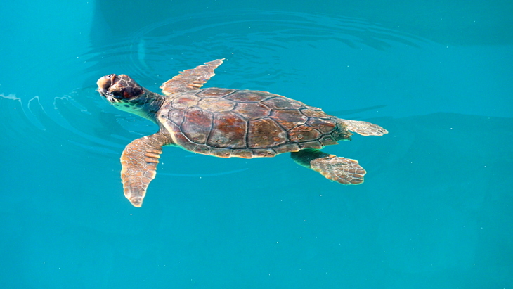 Pflegeschildkröte im Sommeraquarium Brijuni