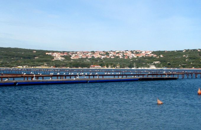 Kvarner: Insel KRK > Punat Möwenparade