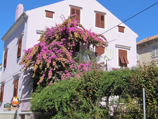 Kvarner: LOSINJ > Blumen