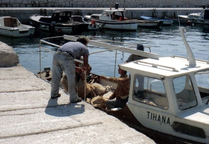 Kvarner: Baska otok KRK > Taxiboot für Schafe