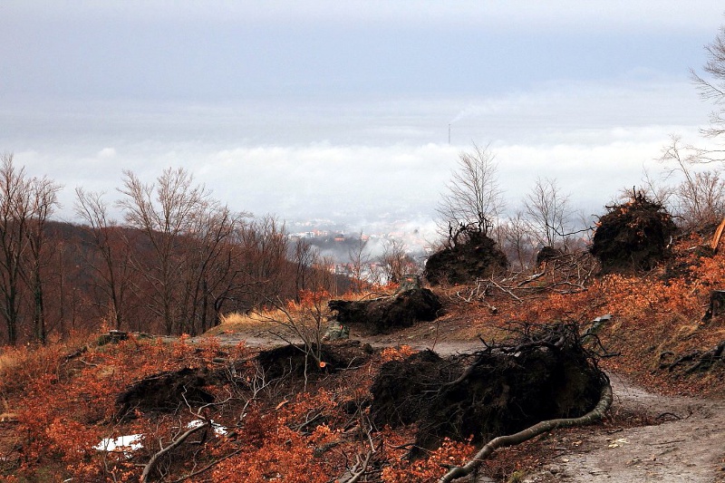 Landesinnere: ZAGREB > Im Wald