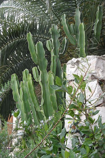 Dalmatien: INSEL KOLOCEP > Subtropische Vegetation