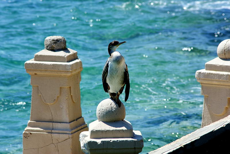 Kvarner: MALI LOSINJ > Kormoran in der Cikat Bucht