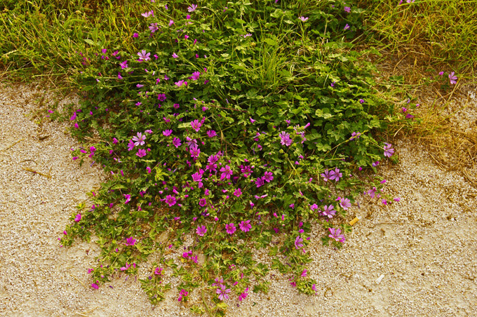 ISTRIEN POREC > Hibiskus