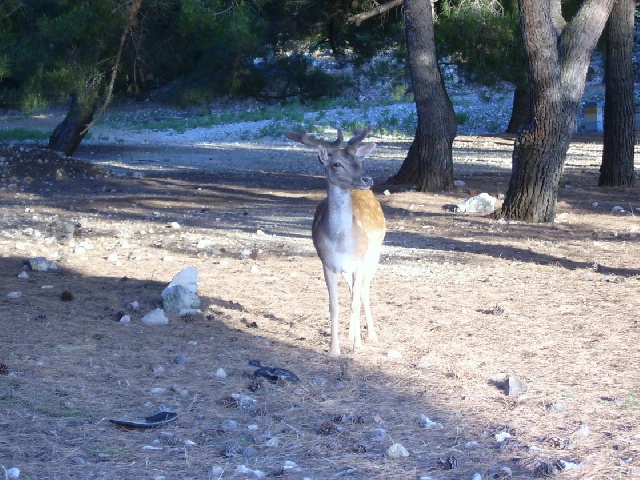 Kvarner ,Insel Grgur