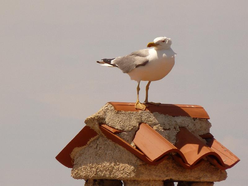 Kvarner: USTRINE > Möwe