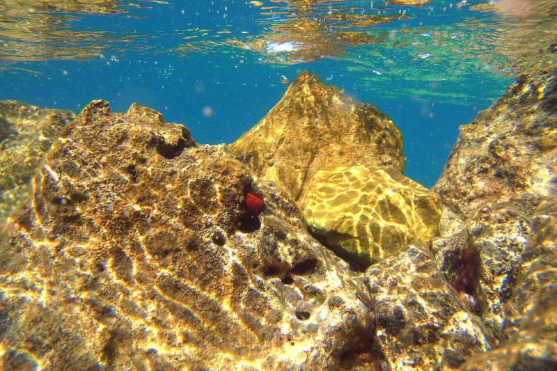 Dalmatien: INSEL DUGI OTOK > Pferdeaktinie in Bozava