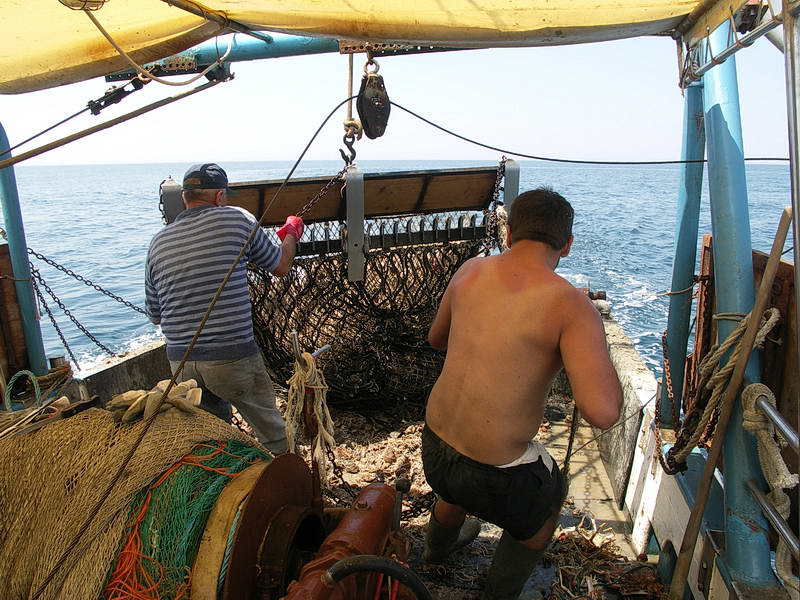 Istrien: POREC > Muschelfang