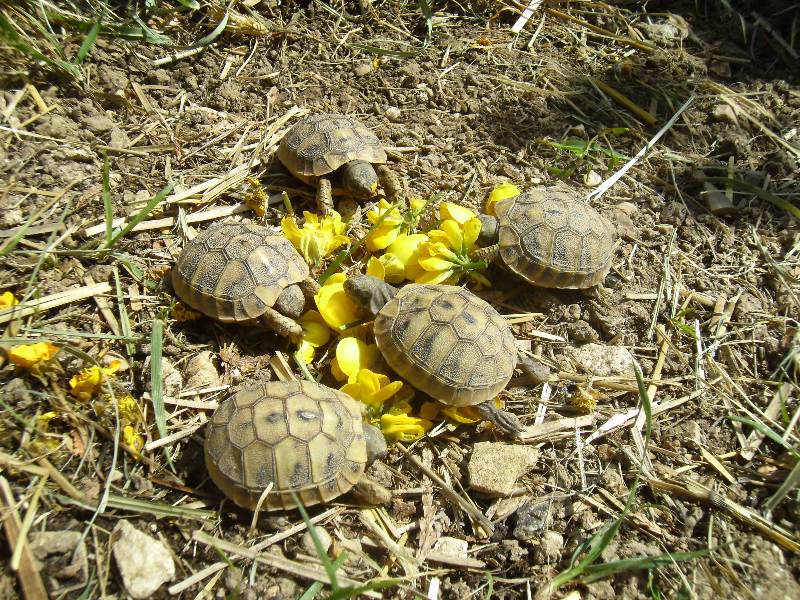 Schildkröten