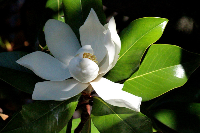 Magnolienblüte