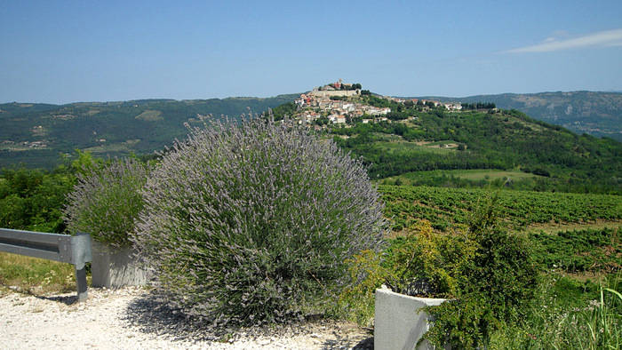 Blick auf Motovun