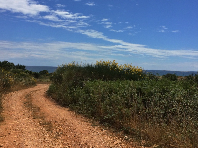 Istrien: LIZNJAN > Blick über Felder zum Meer