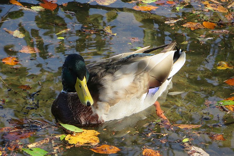 Landesinnere: PLITVICER SEEN > Ente