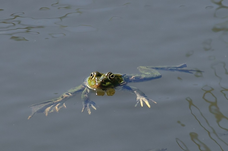 Dalmatien: POPOVICI > Frosch