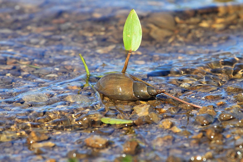 Dalmatien: SVETI ROK > Schnecke