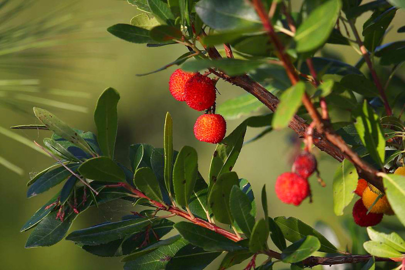 Dalmatien: STARI TROGIR > Erdbeerbaum