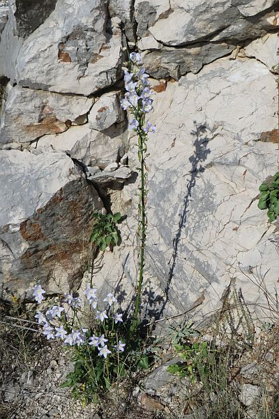 Dalmatien: DUGI OTOK > Pyramiden-Glockenblume