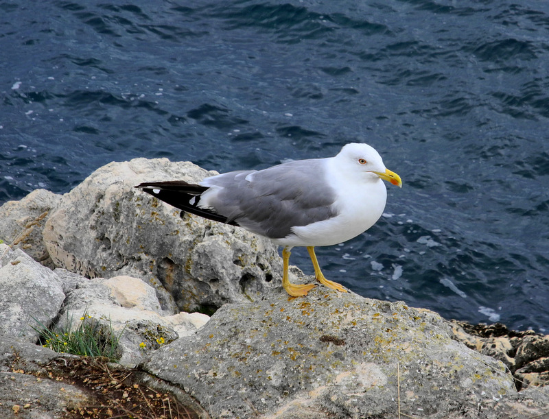 Istrien: bei ROVINJ > Möwe