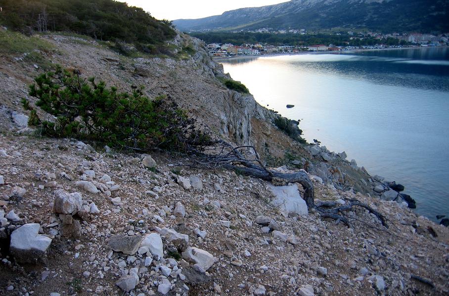 Kvarner: Baska, Insel KRK > Kiefer an die Bura angepasst