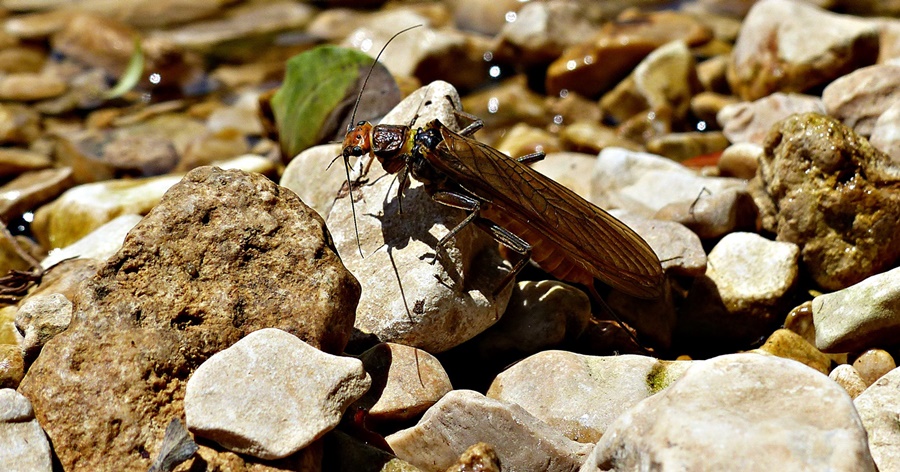 eine der größeren Steinfliegenarten ( Plecoptera )