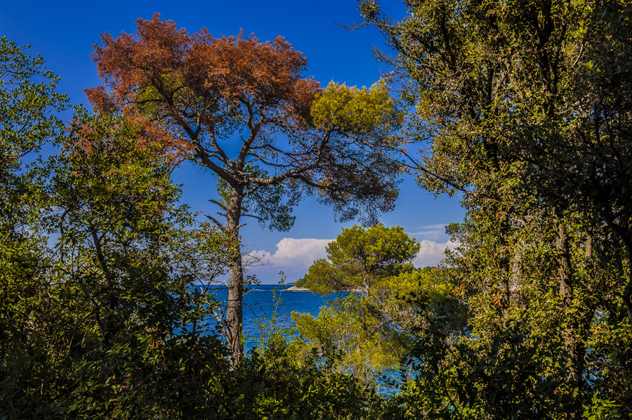 Istrien: Rovinj > Küstenwald