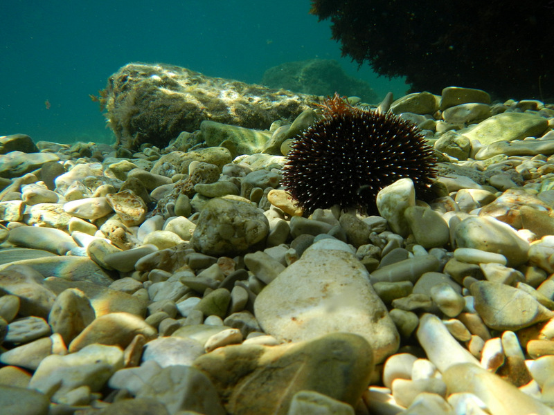 Dalmatien: Unter Wasser bei STANICI > Seeigel