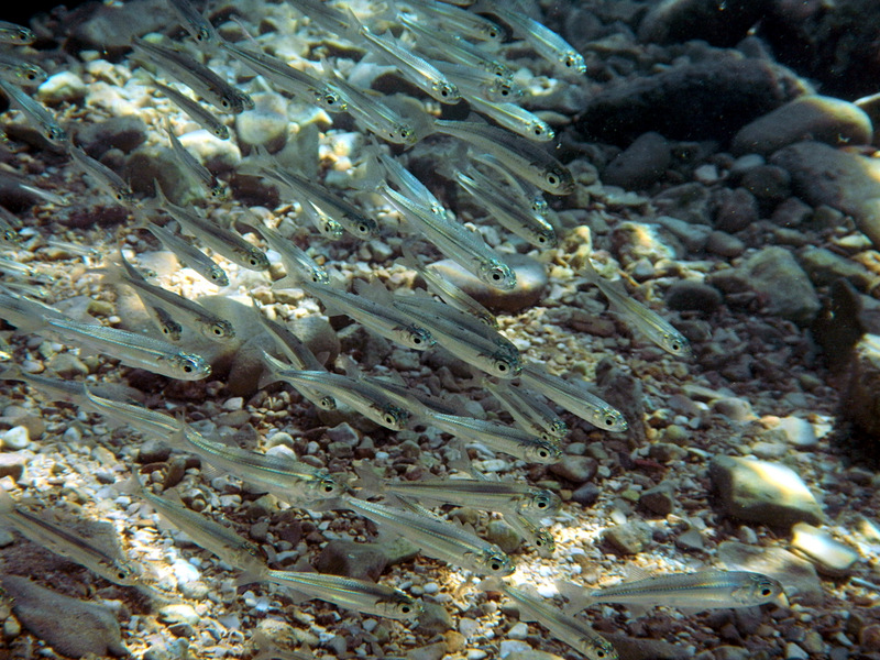 Dalmatien: Unter Wasser bei Stanici > kleine Ährenfische