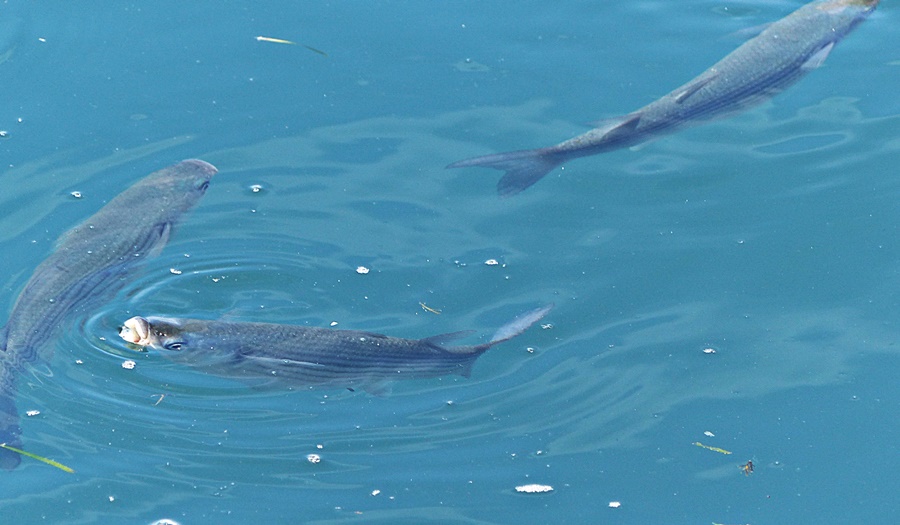Mitteldalmatien>Fische im Hafen von Kastela Staffilic